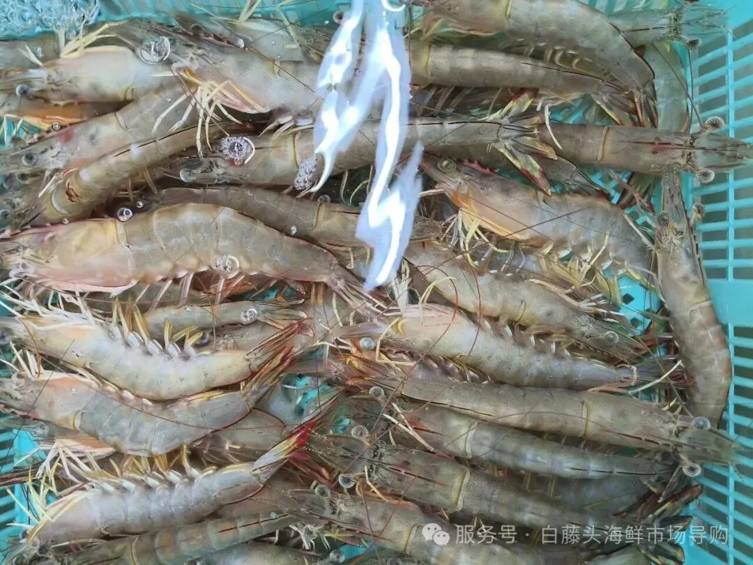 “虾”路相逢:珠海斗门白藤头海鲜批发市场海明虾终极攻略,从挑货秘籍到宴客菜式!说说海明虾为何备受青睐?这里有完美答案~