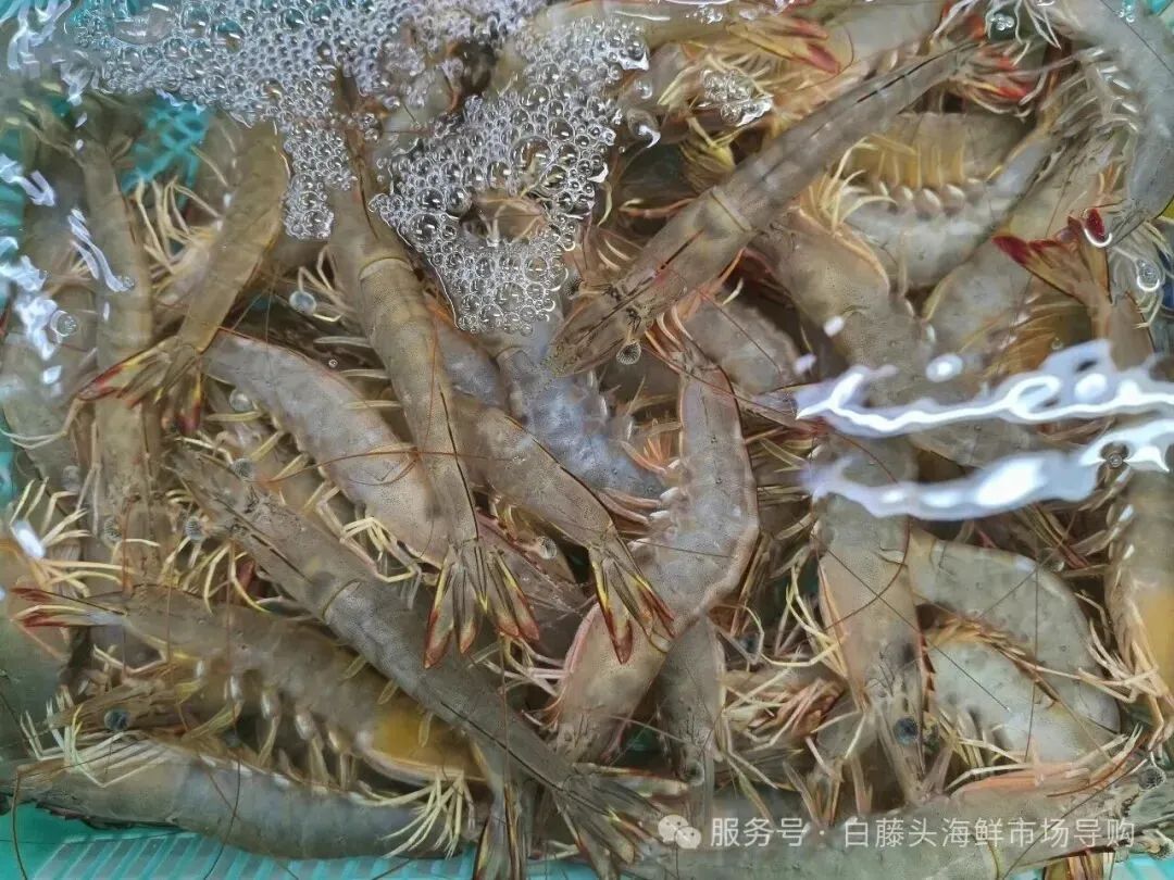 “虾”路相逢:珠海斗门白藤头海鲜批发市场海明虾终极攻略,从挑货秘籍到宴客菜式!说说海明虾为何备受青睐?这里有完美答案~