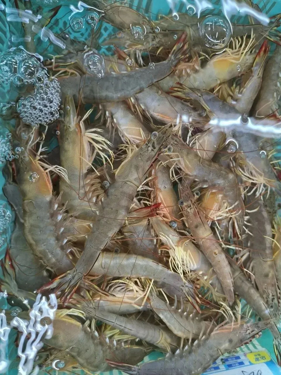 “虾”路相逢:珠海斗门白藤头海鲜批发市场海明虾终极攻略,从挑货秘籍到宴客菜式!说说海明虾为何备受青睐?这里有完美答案~