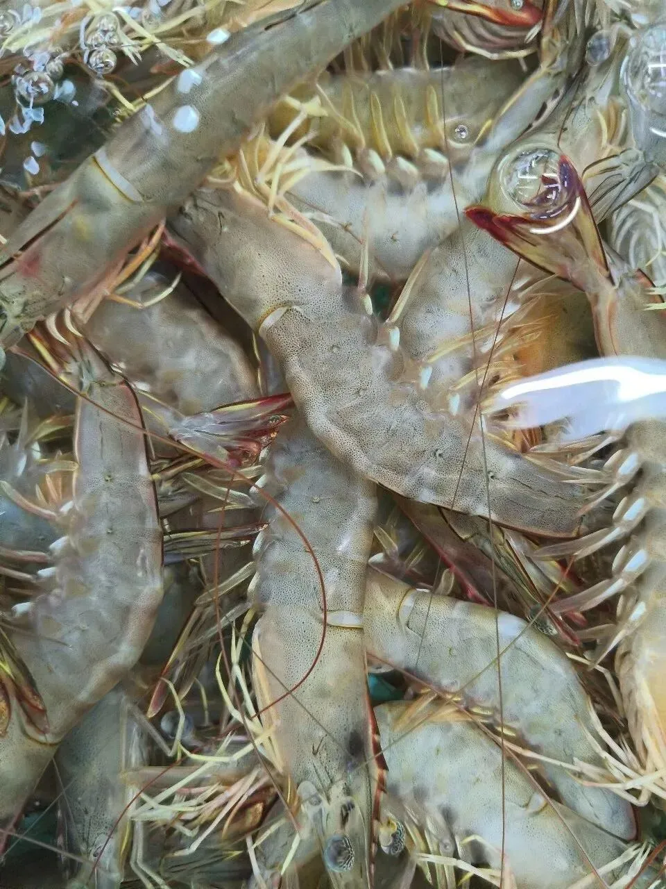 “虾”路相逢:珠海斗门白藤头海鲜批发市场海明虾终极攻略,从挑货秘籍到宴客菜式!说说海明虾为何备受青睐?这里有完美答案~