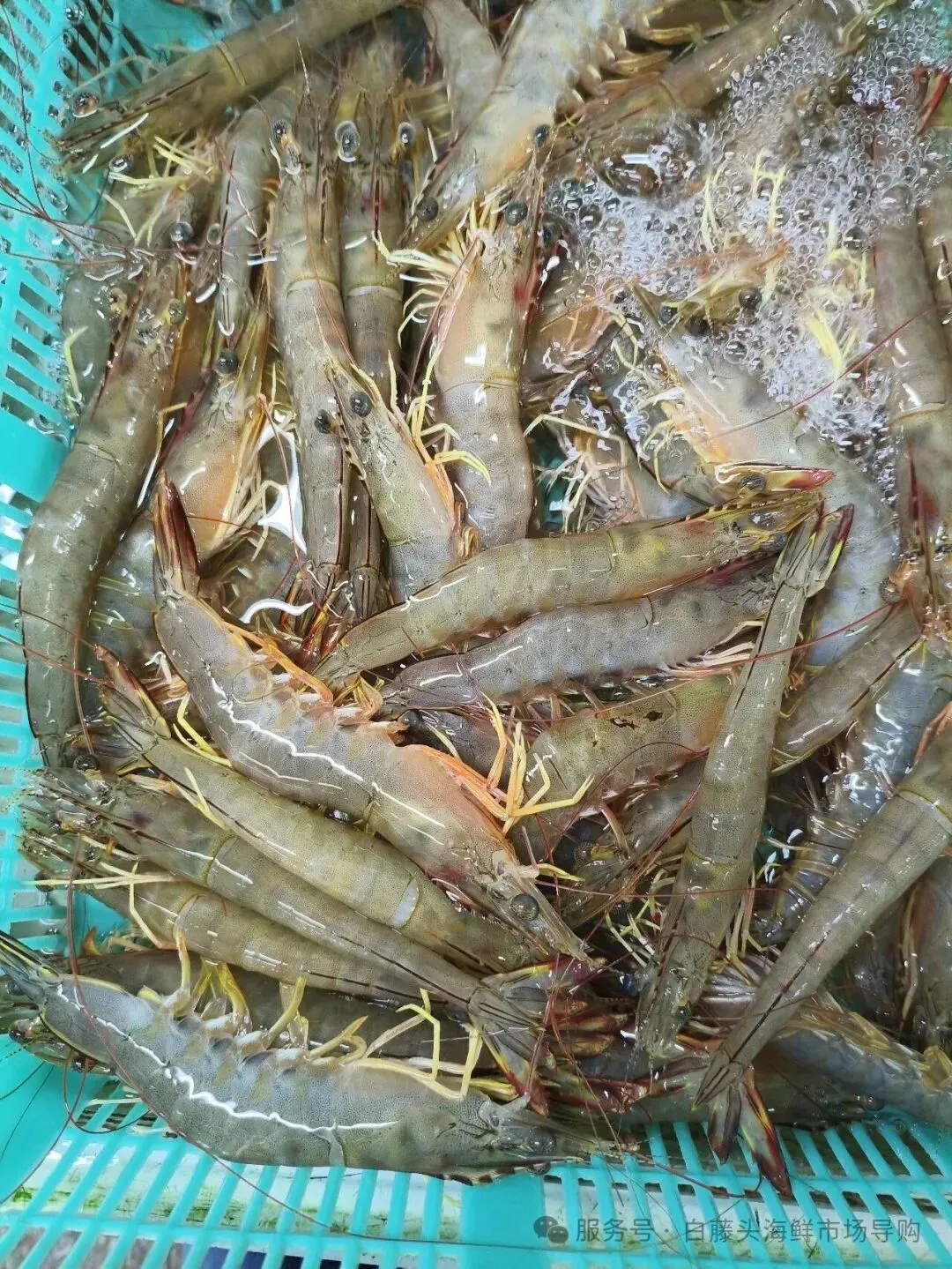 “虾”路相逢:珠海斗门白藤头海鲜批发市场海明虾终极攻略,从挑货秘籍到宴客菜式!说说海明虾为何备受青睐?这里有完美答案~