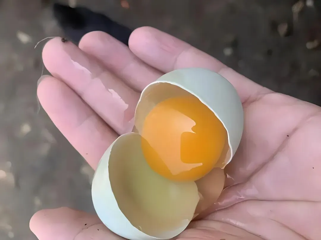 2026年04月16号日 莆田蛋品市场报价