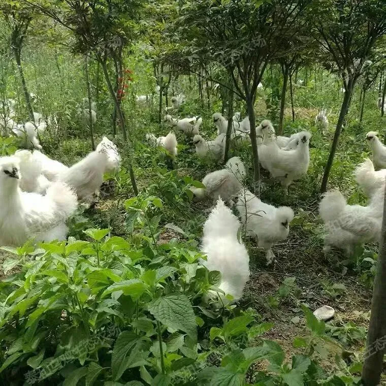 2026年04月16号日 莆田蛋品市场报价