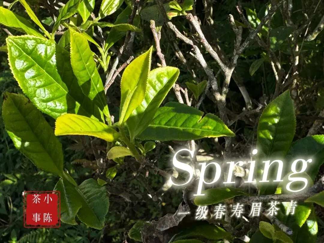 【2026春白茶笔记26】市场上的二级春寿眉会越来越少,但又不会减少~