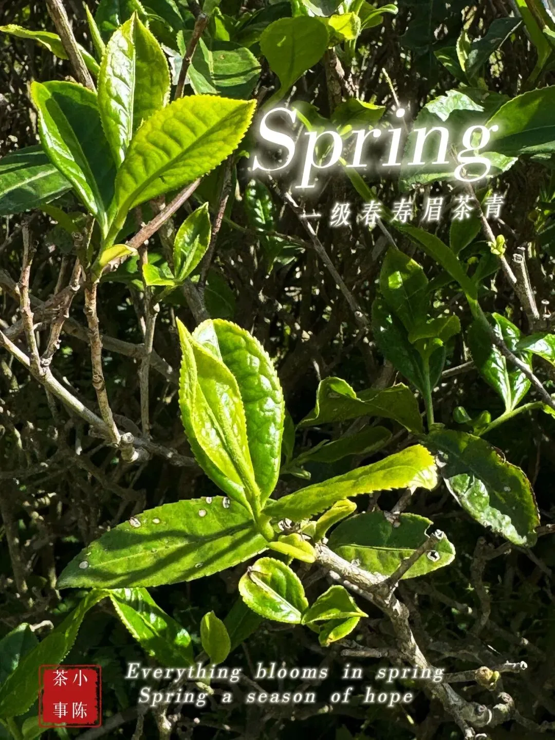 【2026春白茶笔记26】市场上的二级春寿眉会越来越少,但又不会减少~