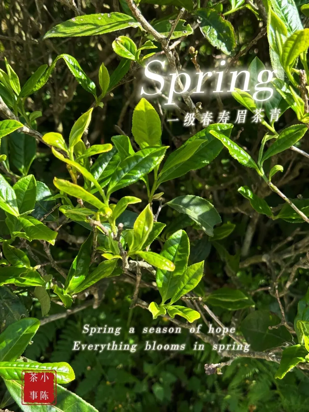 【2026春白茶笔记26】市场上的二级春寿眉会越来越少,但又不会减少~
