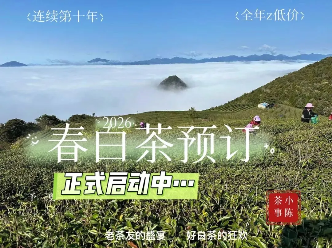 【2026春白茶笔记26】市场上的二级春寿眉会越来越少,但又不会减少~