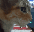 女解说自由穿衣遭营销号造谣,不惜“自黑”以证清白…