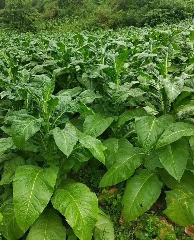 博山市场上有卖这东西的……