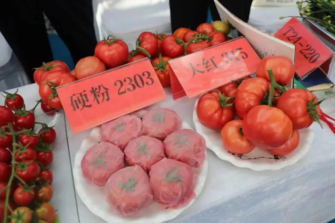 以品质铸口碑 用品牌赢市场|第二届山东绿色蔬菜产业博览会在聊城莘县开幕