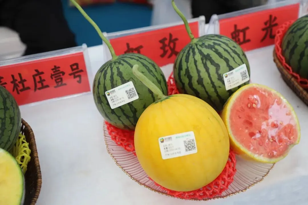 以品质铸口碑 用品牌赢市场|第二届山东绿色蔬菜产业博览会在聊城莘县开幕