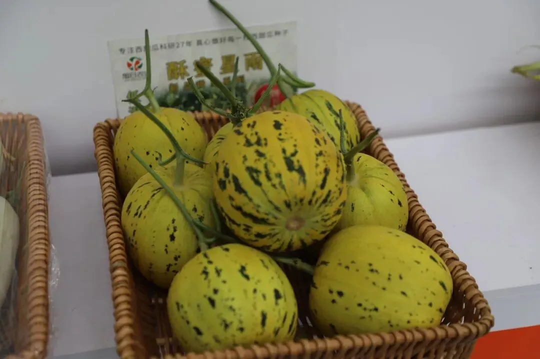 以品质铸口碑 用品牌赢市场|第二届山东绿色蔬菜产业博览会在聊城莘县开幕