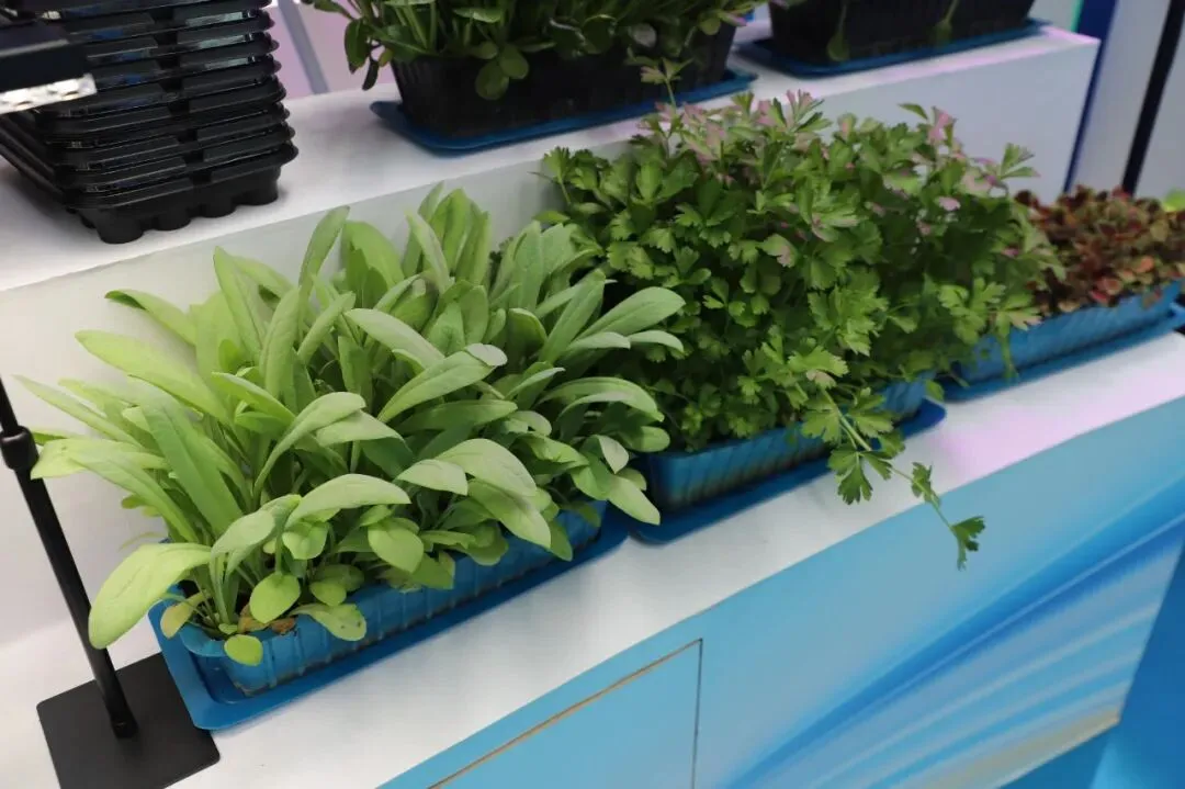 以品质铸口碑 用品牌赢市场|第二届山东绿色蔬菜产业博览会在聊城莘县开幕