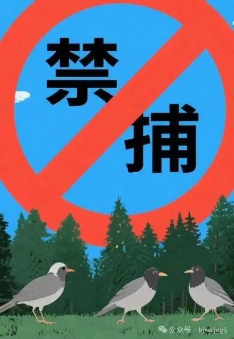 保护鸟类野生动物,市场监管在行动!