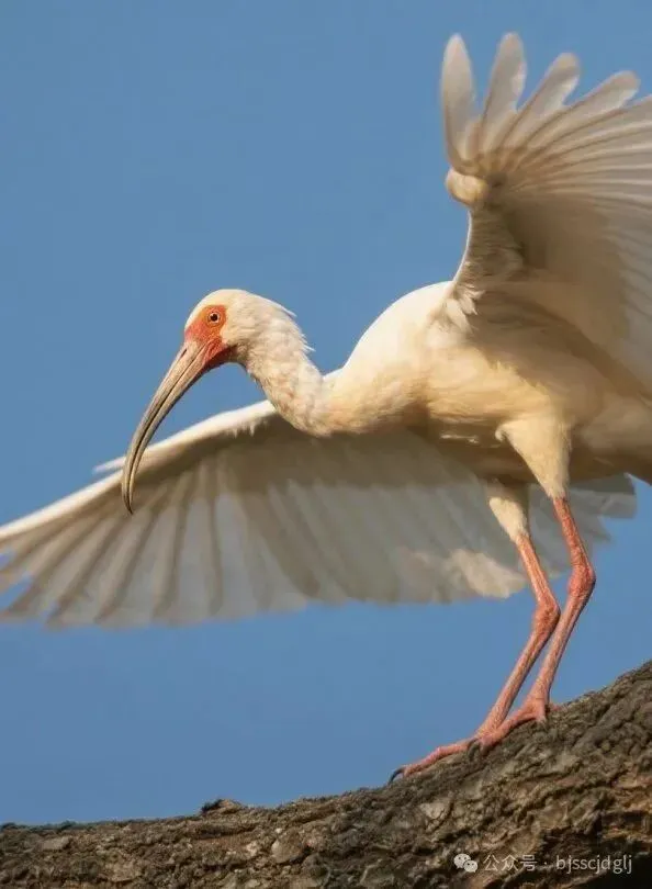 保护鸟类野生动物,市场监管在行动!