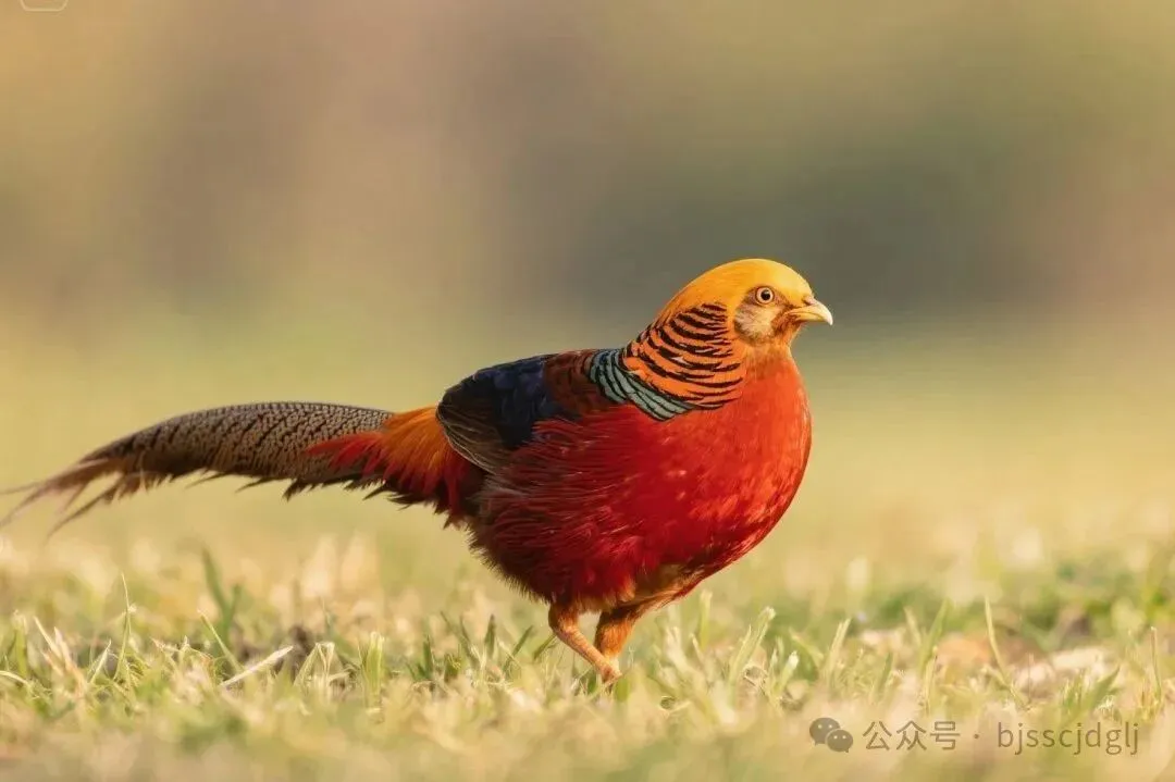 保护鸟类野生动物,市场监管在行动!