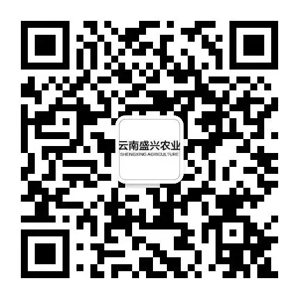 2026年4月16日斗南花卉批发市场,今日鲜花批发价格