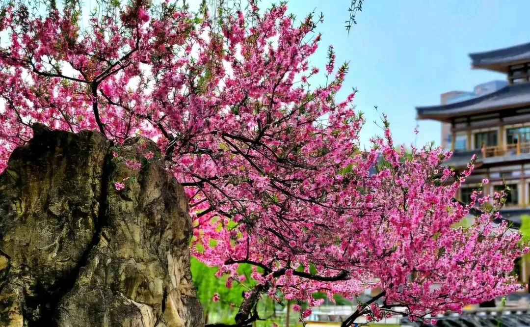 2026年中国图书出版区域市场解析:出版机构如何借区域差异破局突围