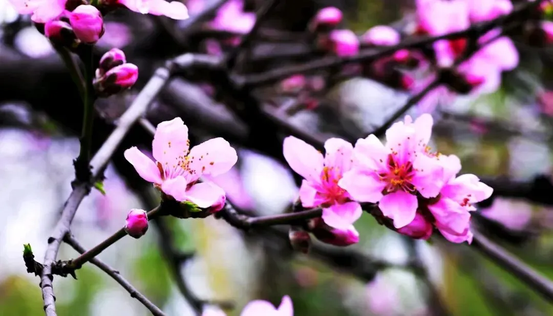 2026年中国图书出版区域市场解析:出版机构如何借区域差异破局突围