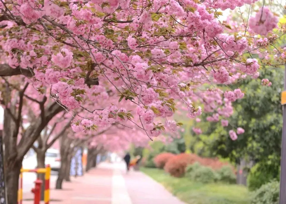 2026年中国图书出版区域市场解析:出版机构如何借区域差异破局突围