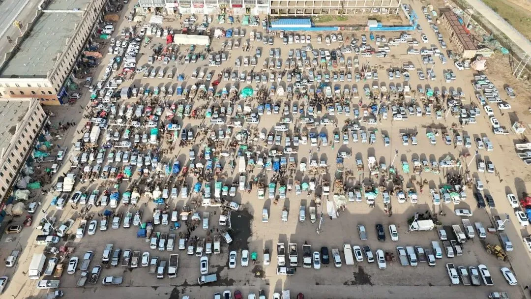 2026年4月16日岷县中药材市场快讯(当归饮片走货缓,成交价格不高)