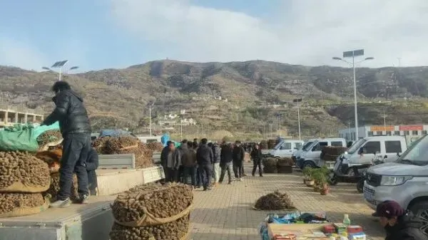 2026年4月16日岷县中药材市场快讯(当归饮片走货缓,成交价格不高)