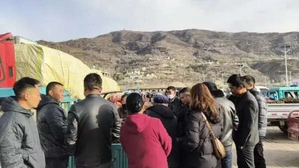 2026年4月16日岷县中药材市场快讯(当归饮片走货缓,成交价格不高)