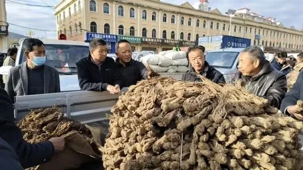 2026年4月16日岷县中药材市场快讯(当归饮片走货缓,成交价格不高)