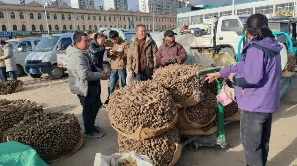 2026年4月16日岷县中药材市场快讯(当归饮片走货缓,成交价格不高)