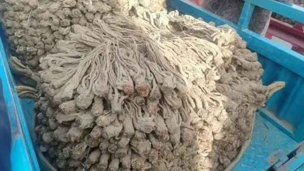 2026年4月16日岷县中药材市场快讯(当归饮片走货缓,成交价格不高)