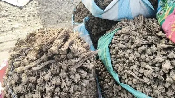 2026年4月16日岷县中药材市场快讯(当归饮片走货缓,成交价格不高)