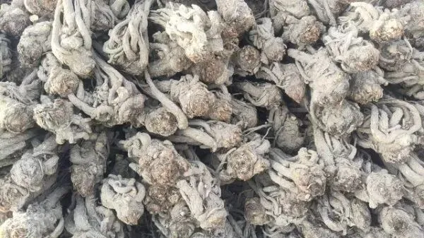 2026年4月16日岷县中药材市场快讯(当归饮片走货缓,成交价格不高)