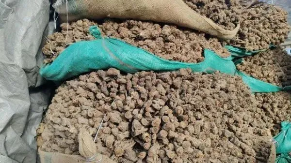 2026年4月16日岷县中药材市场快讯(当归饮片走货缓,成交价格不高)