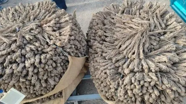 2026年4月16日岷县中药材市场快讯(当归饮片走货缓,成交价格不高)