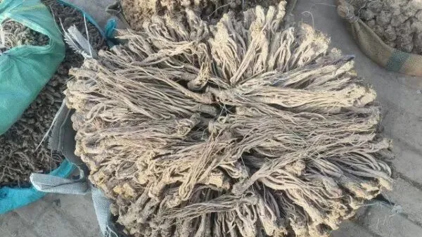 2026年4月16日岷县中药材市场快讯(当归饮片走货缓,成交价格不高)