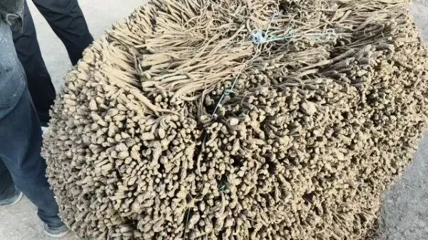 2026年4月16日岷县中药材市场快讯(当归饮片走货缓,成交价格不高)