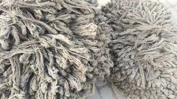 2026年4月16日岷县中药材市场快讯(当归饮片走货缓,成交价格不高)