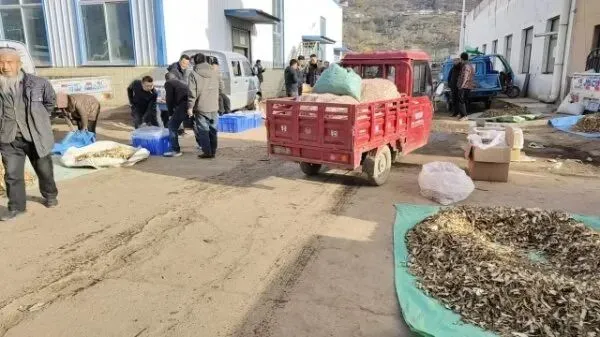 2026年4月16日岷县中药材市场快讯(当归饮片走货缓,成交价格不高)