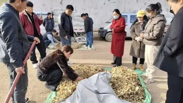 2026年4月16日岷县中药材市场快讯(当归饮片走货缓,成交价格不高)