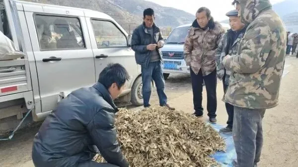 2026年4月16日岷县中药材市场快讯(当归饮片走货缓,成交价格不高)