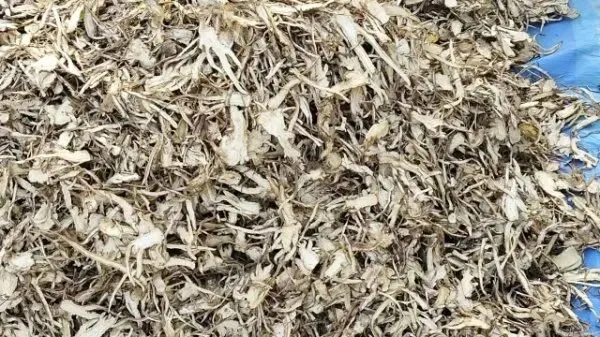 2026年4月16日岷县中药材市场快讯(当归饮片走货缓,成交价格不高)