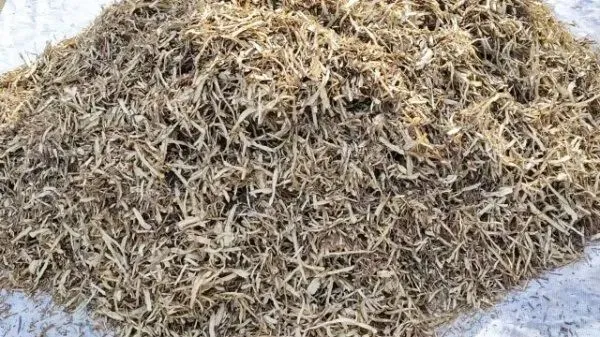 2026年4月16日岷县中药材市场快讯(当归饮片走货缓,成交价格不高)