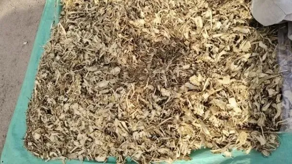 2026年4月16日岷县中药材市场快讯(当归饮片走货缓,成交价格不高)