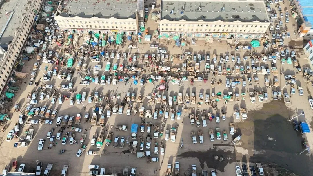 2026年4月16日岷县中药材市场快讯(当归饮片走货缓,成交价格不高)