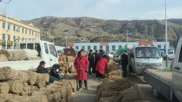 2026年4月16日岷县中药材市场快讯(当归饮片走货缓,成交价格不高)