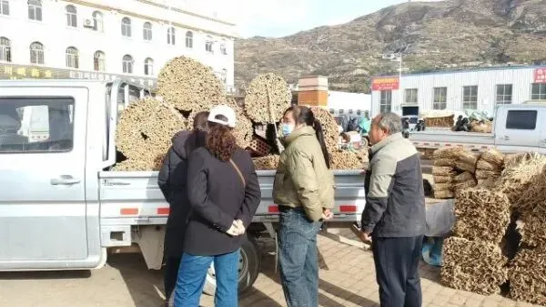 2026年4月16日岷县中药材市场快讯(当归饮片走货缓,成交价格不高)