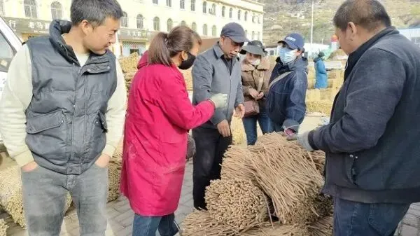 2026年4月16日岷县中药材市场快讯(当归饮片走货缓,成交价格不高)