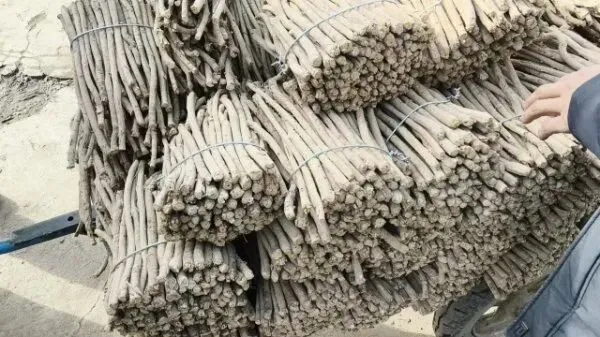 2026年4月16日岷县中药材市场快讯(当归饮片走货缓,成交价格不高)