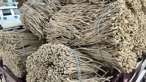 2026年4月16日岷县中药材市场快讯(当归饮片走货缓,成交价格不高)