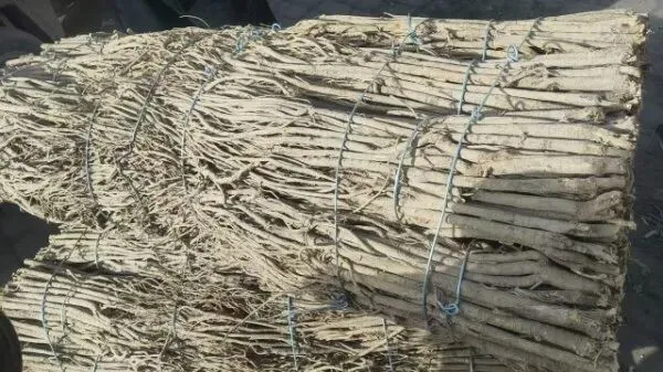 2026年4月16日岷县中药材市场快讯(当归饮片走货缓,成交价格不高)